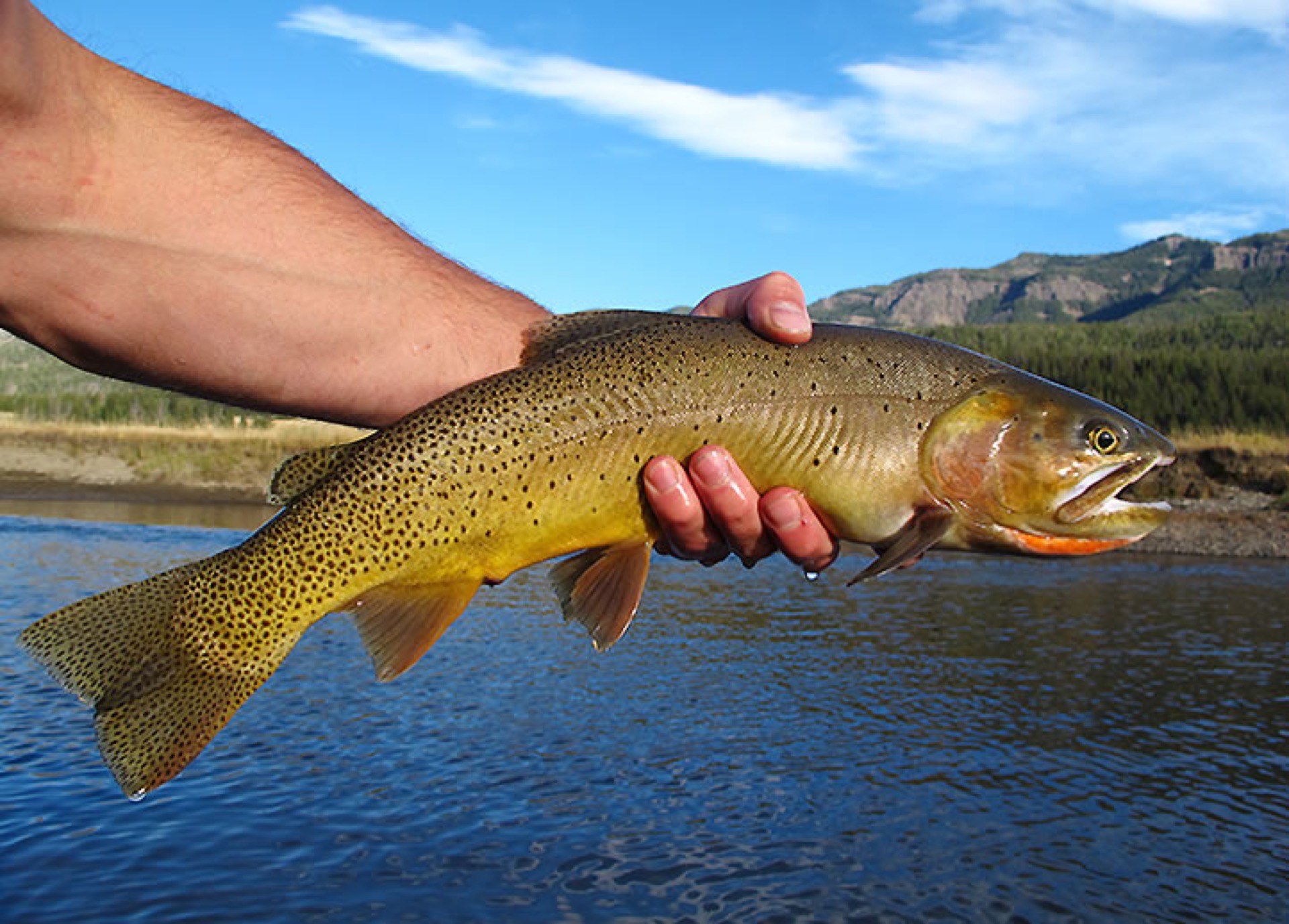 Fly Fishing