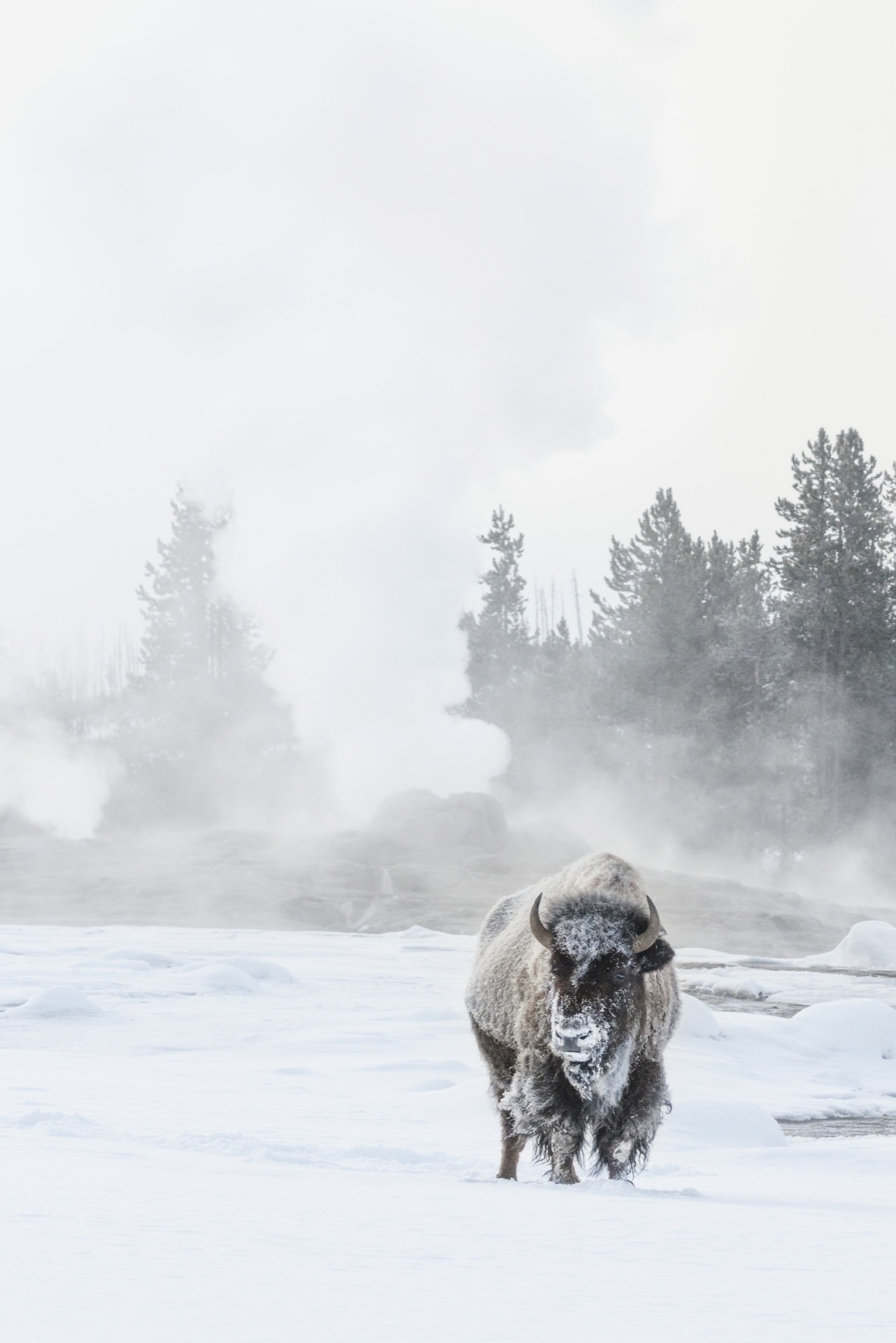 Yellowstone in Winter