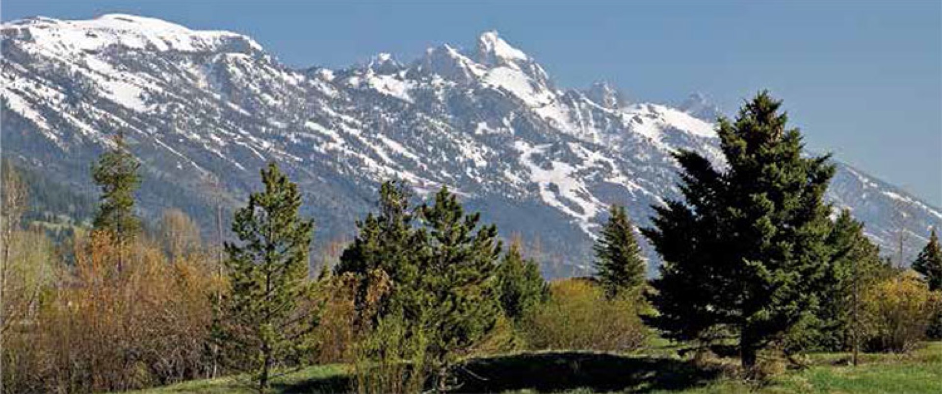 Pine Meadows